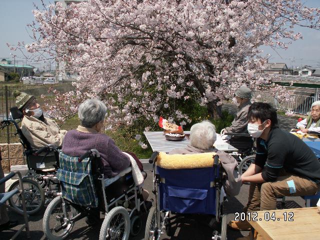 すぐ傍の桜並木で入居者様と花見