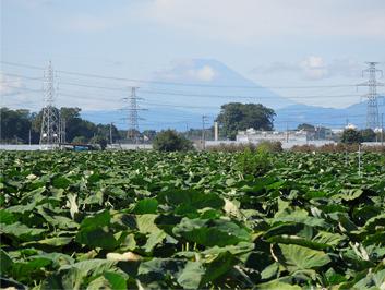 施設の前には里芋畑が広がっています。