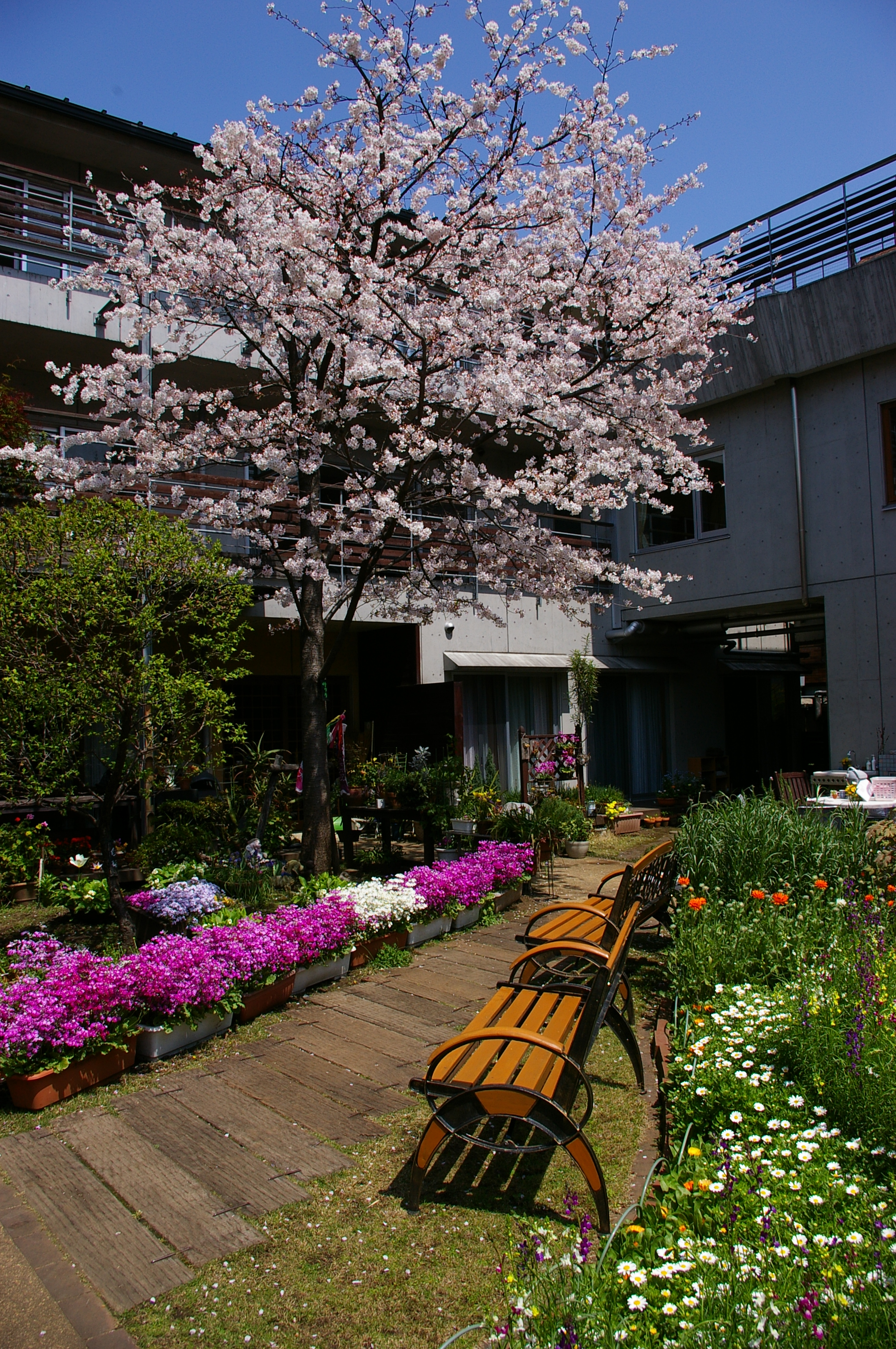 春には、桜や芝桜などの花が鮮やかに咲き誇ります。